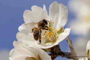abeja