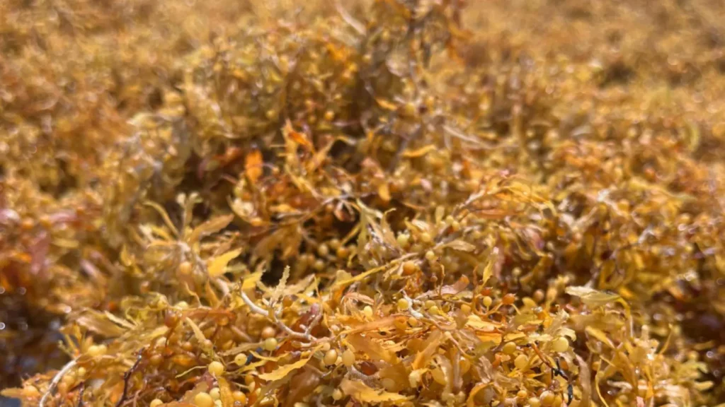 Ladrillos que nacen del mar: la nueva revolución en la construcción sostenible 10 1003743918998 258588809 1706x960