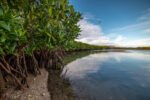 17 manglar