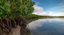 17 manglar