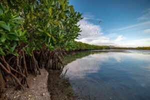 17 manglar