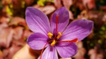 Flor morada con detalles amarillos.