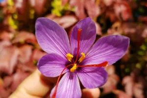 Flor morada con detalles amarillos.