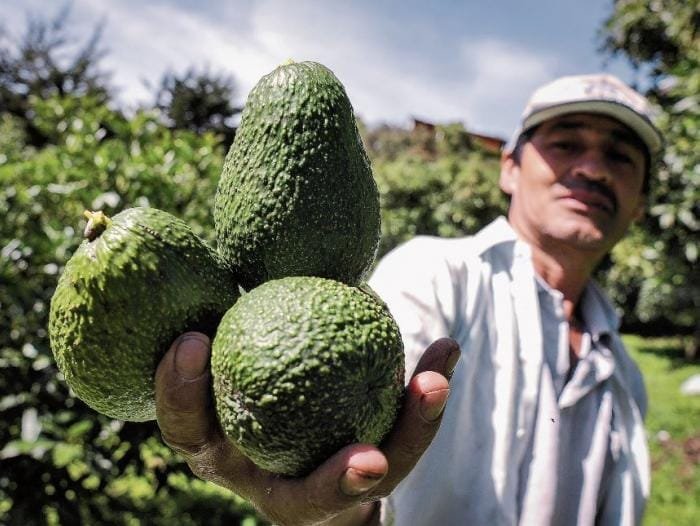 Se reactivarán exportaciones de aguacate a EU 10 5c8593bb4c6d1