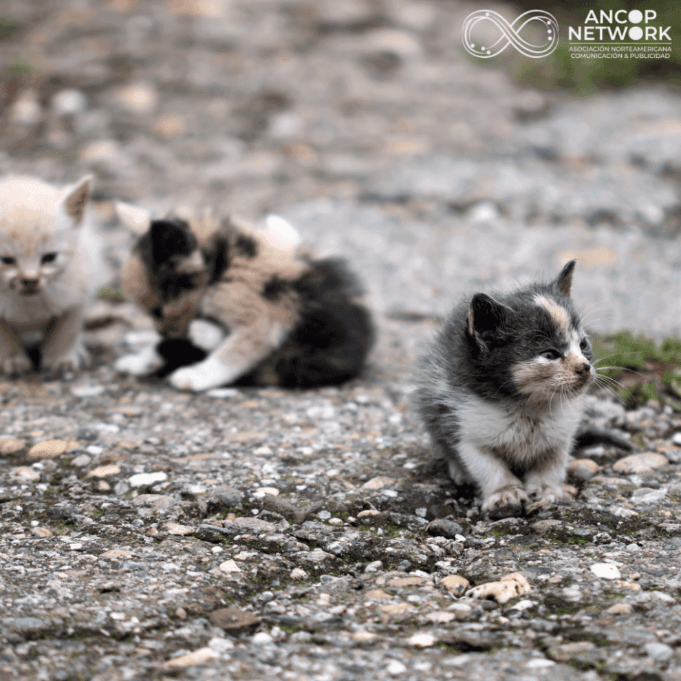 Trabajan en el AIFA para un debido control de fauna 10 AIFA