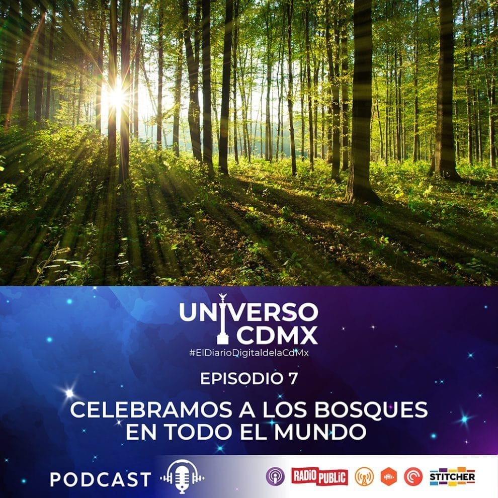 CELEBRAMOS A LOS BOSQUES DE TODO EL MUNDO 10 Bosques1
