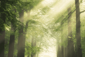 DÍA DEL CONSUMIDOR 2 1