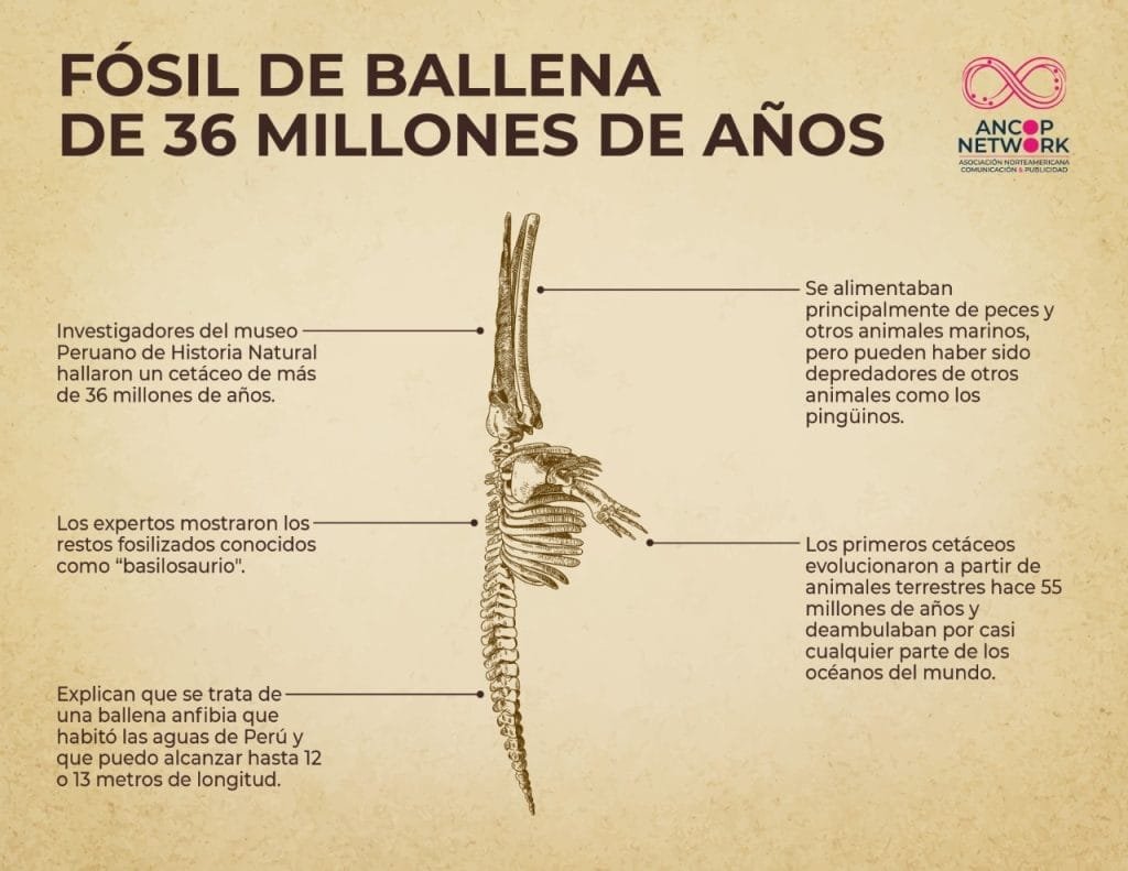 FOSIL DE BALLENA