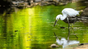 Humedales en Chihuahua