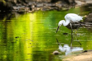 Humedales en Chihuahua