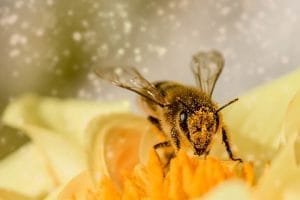 Importancia de las abejas para el planeta