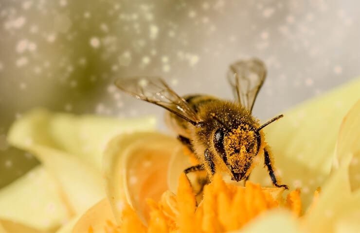 El cambio climático está afectando a las abejas. 10 Importancia de las abejas para el planeta