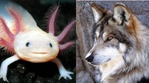 especies en peligro mexico 01 min