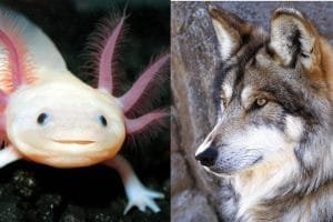 especies en peligro mexico 01 min