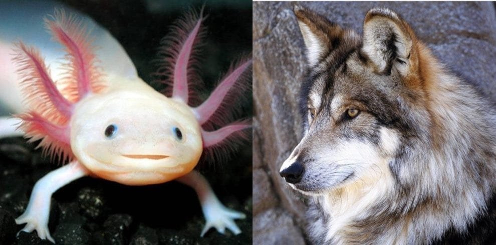 especies en peligro mexico 01 min