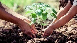 estudio cientifico arboles necesitan restaurar planeta tierra