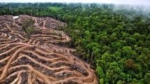 la deforestacion ha arrasado un area equivalente al estado de california en la ultima decada