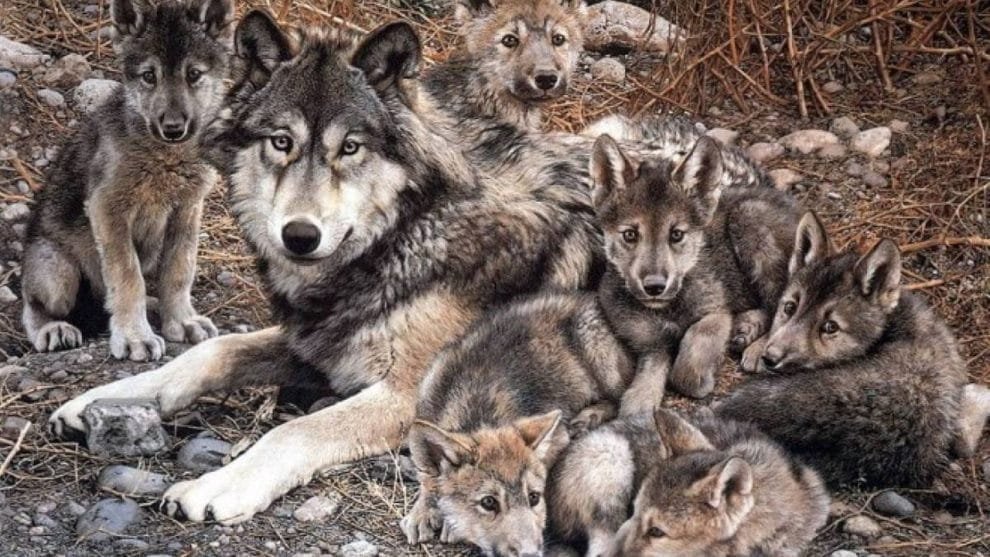¡Auuu! Liberan dos parejas de lobo gris mexicano en la sierra de Chihuahua 10 lobo contenido1