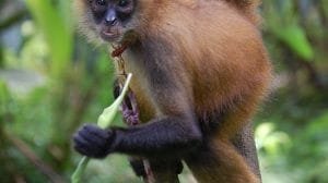 1200px Panama spider monkey Costa Rica