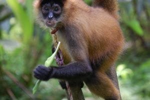 1200px Panama spider monkey Costa Rica