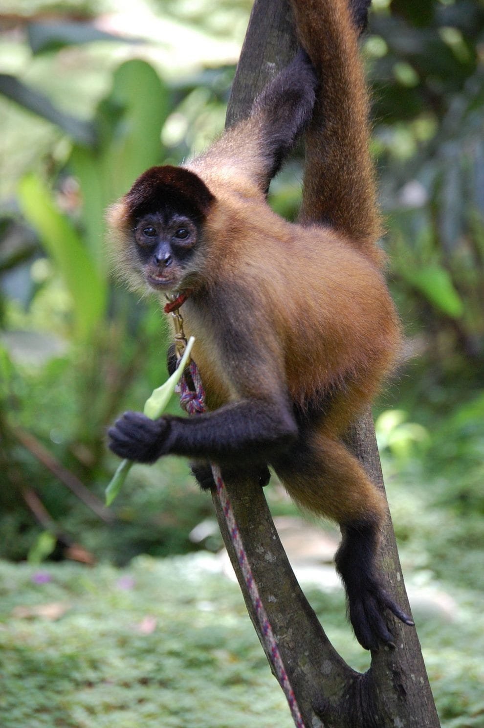 1200px Panama spider monkey Costa Rica
