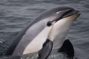 GL546JTGPREKNK3ESTJ4ZSO2RY