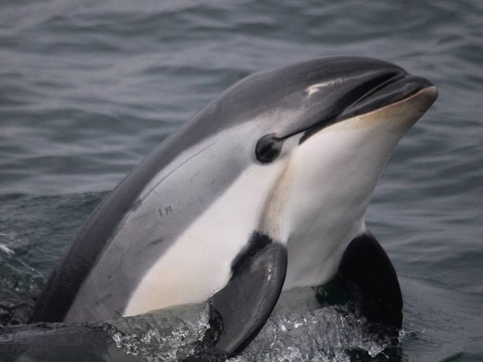 Recomiendan a México cuidar a la vaquita marina 10 GL546JTGPREKNK3ESTJ4ZSO2RY