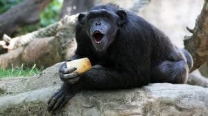 a2c063c5 c80f 4364 b249 2613d1aa5257 alta libre aspect ratio default 0