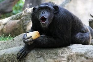 a2c063c5 c80f 4364 b249 2613d1aa5257 alta libre aspect ratio default 0