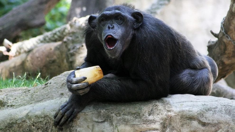 a2c063c5 c80f 4364 b249 2613d1aa5257 alta libre aspect ratio default 0