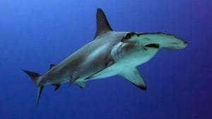 bucear tiburon martillo