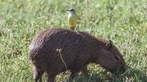 closeup shot of cute yellow bird on brown capybara in green grassy field
