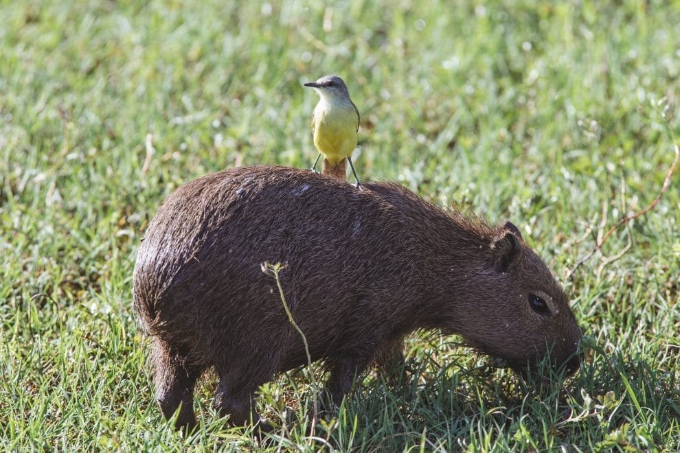 closeup shot of cute yellow bird on brown capybara in green grassy field