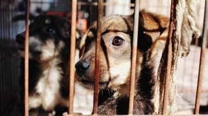 como denunciar maltrato animal en linea en cdmx