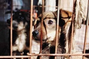 como denunciar maltrato animal en linea en cdmx