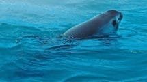 embark extinction vaquita sea of shadows
