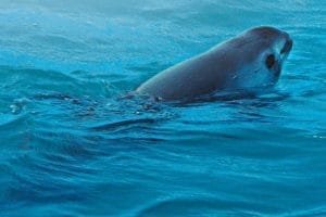 embark extinction vaquita sea of shadows