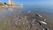 muerte del mar menor el informe ignorado que alerto de la catastrofe hace 20 anos