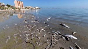 muerte del mar menor el informe ignorado que alerto de la catastrofe hace 20 anos