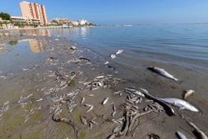 muerte del mar menor el informe ignorado que alerto de la catastrofe hace 20 anos