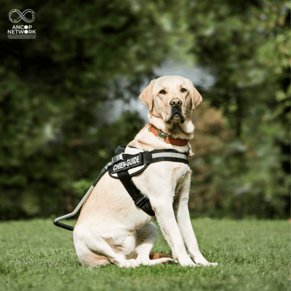 perro guia