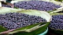 que es el acai usos beneficios dieta
