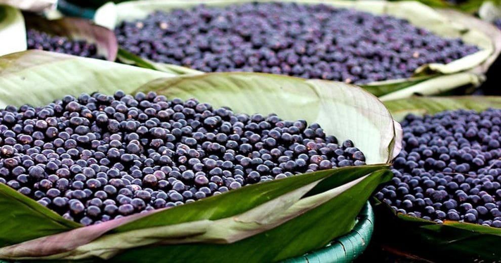 El azai y sus dudas 10 que es el acai usos beneficios dieta