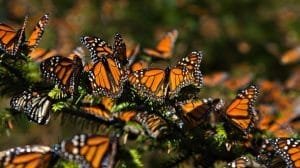 Efectos del cambio climatico en mariposas monarca