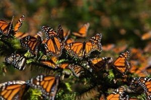 Efectos del cambio climatico en mariposas monarca