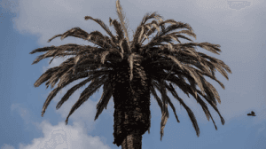 Palma Paseo de la Reforma