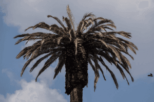 Palma Paseo de la Reforma