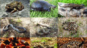 Peligro extincion especies reptiles desaparecer 1678343206 157073489 1200x675