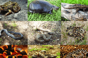 Peligro extincion especies reptiles desaparecer 1678343206 157073489 1200x675