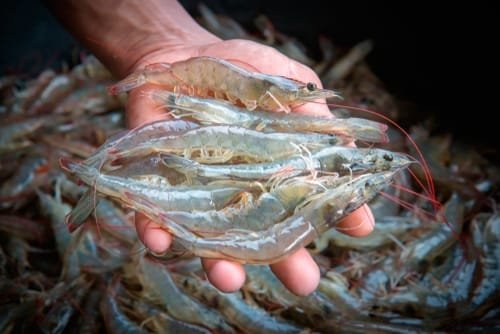 La Veda de camarón afecta a más de 10 mil veracruzanos 10 Veda de ls camarones
